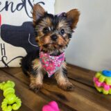 Jetta Yorkshire Terrier 03