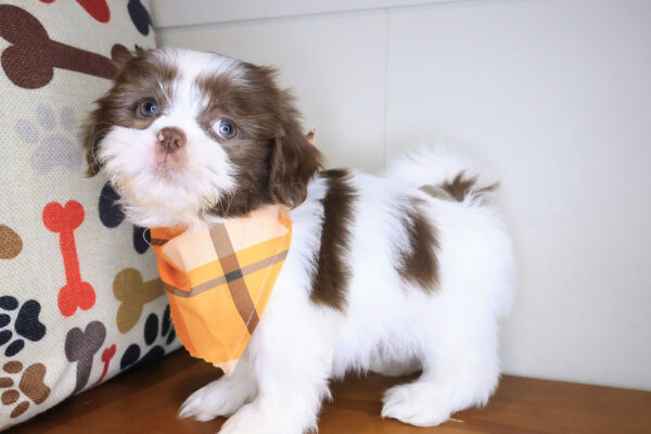 Kairo Shih Tzu 01