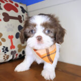Kairo Shih Tzu 03