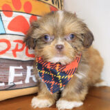 Kaito Shihpoo 01