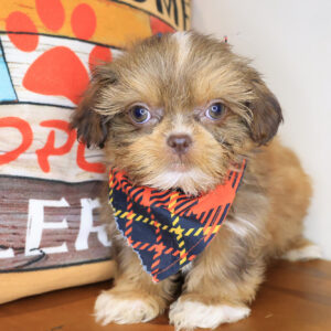 Kaito Shihpoo 01