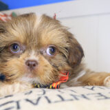 Kaito Shihpoo 02