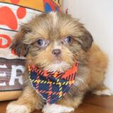 Kaito Shihpoo 03