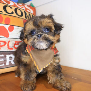 Kata Shihpoo 01