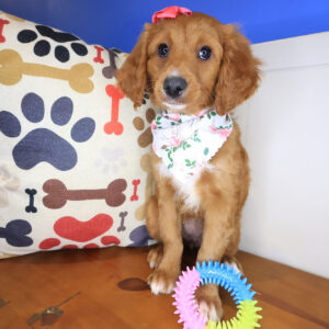 Kewpie Mini Goldendoodle 01