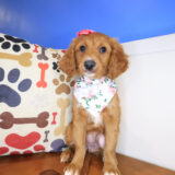 Kewpie Mini Goldendoodle 03