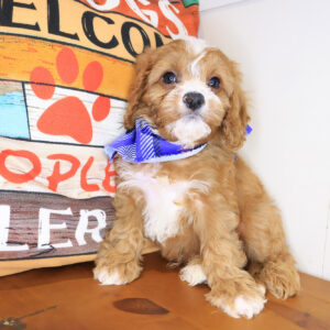 Kiah Cavapoo 01