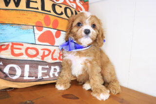Kiah Cavapoo 01