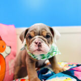 Kim English Bulldog 02