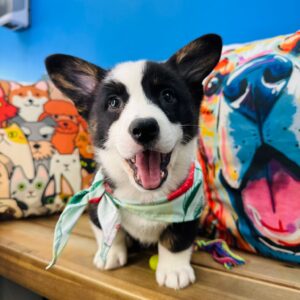 Kip American Corgi 01
