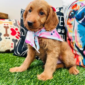 Koa Goldendoodle 01
