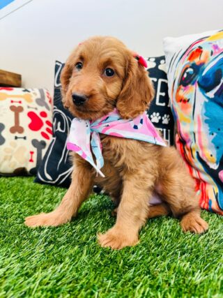 Koa Goldendoodle 01
