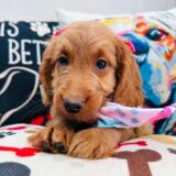 Koa Goldendoodle 02
