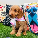 Koa Goldendoodle 04