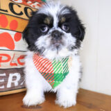 Koda Shih Tzu 01