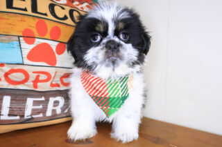 Koda Shih Tzu 01