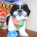 Koda Shih Tzu 03