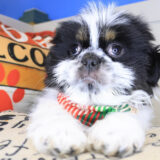 Koda Shih Tzu 04