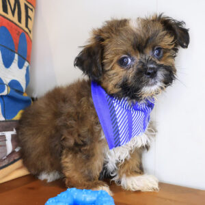 Korbel Shihpoo 01