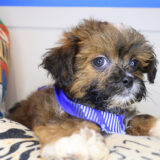 Korbel Shihpoo 02