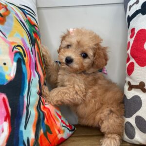 Leena Poodle 01