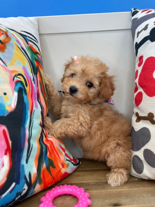 Leena Poodle 01