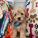Leena Poodle 02