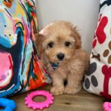 Leena Poodle 04
