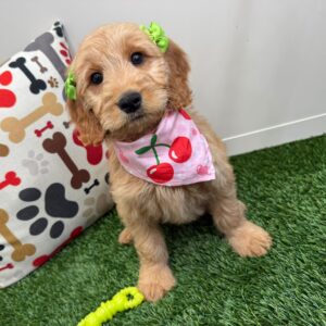 Lexi Mini Goldendoodle 01