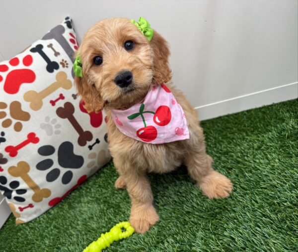Lexi Mini Goldendoodle 01