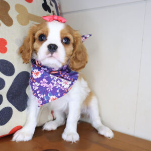 Liberty Cavalier King Charlies Spaniel 01