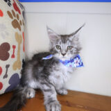 Lila Maine Coon 01