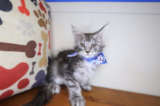 Lila Maine Coon 01