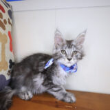 Lila Maine Coon 03