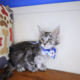 Lila Maine Coon 04