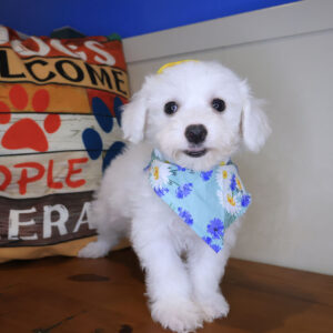 Lindsay Bichon Frise 01