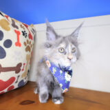 Lizzo Maine Coon 01