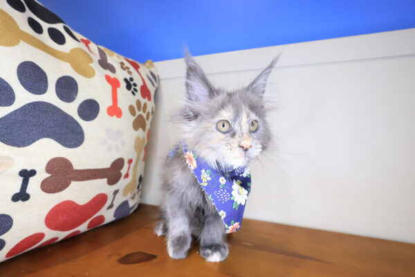 Lizzo Maine Coon 01