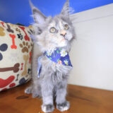 Lizzo Maine Coon 02