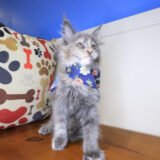 Lizzo Maine Coon 03