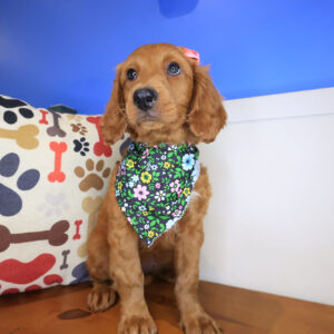 Lou Mini Goldendoodle 01