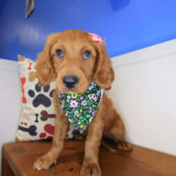 Lou Mini Goldendoodle 02