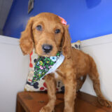 Lou Mini Goldendoodle 03