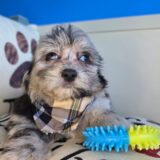 Lucky Aussiedoodle 03