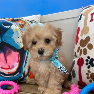 Luisa Poodle 01