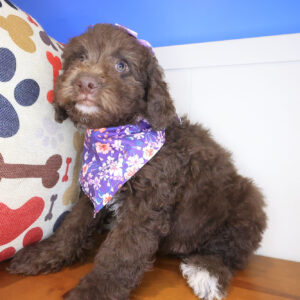 Lyle Cockapoo 01