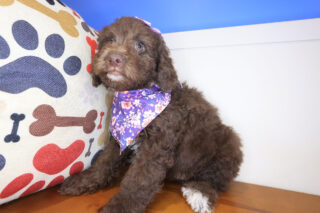 Lyle Cockapoo 01