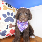 Lyle Cockapoo 02