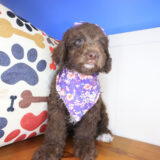 Lyle Cockapoo 04