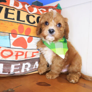 Macaroon Cavapoo 01